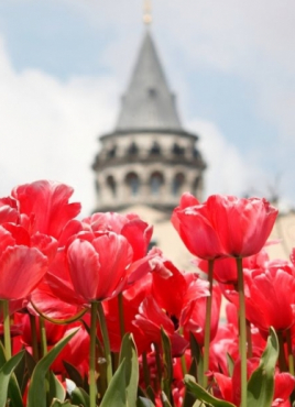 65+: „Фестивал на лалето“ - ИСТАНБУЛ